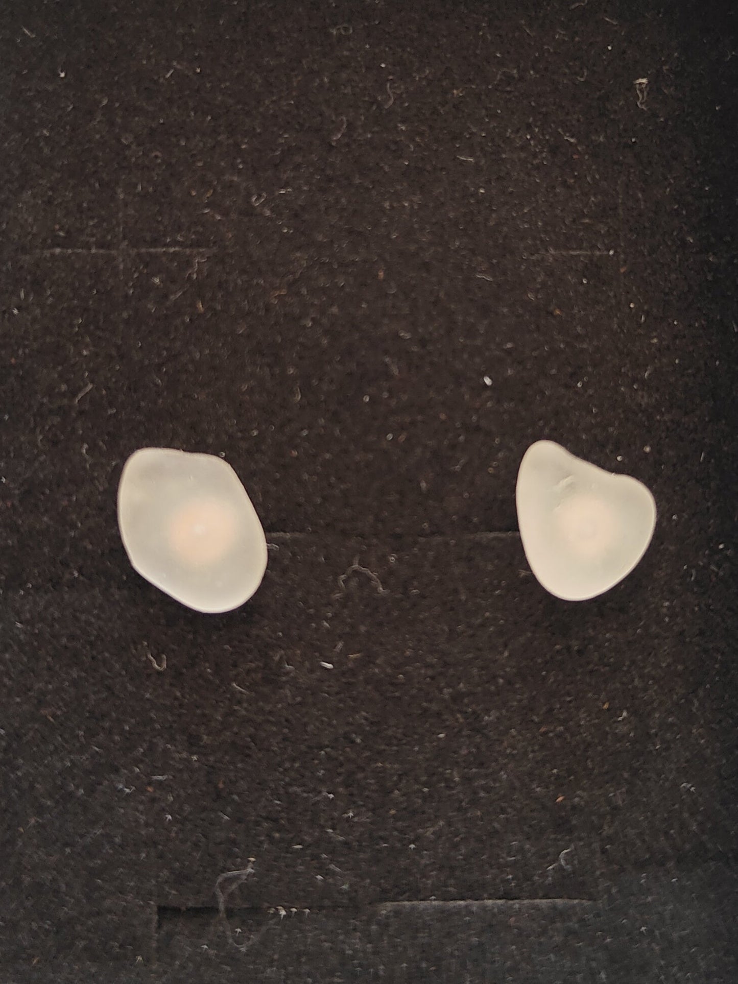 A pair of small, irregularly shaped off-white translucent stones or beads displayed inside a white presentation box with a black velvet insert, set on a dark gray tabletop.
